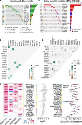 Exploration of the Role of m6 A RNA Methylation Regulators in Malignant Progression and Clinical Prognosis of Ovarian Cancer